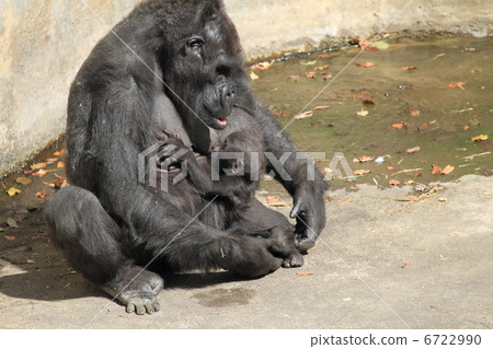 Nigrilra飲用的胸部的嬰孩 6722990