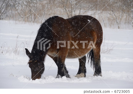 Cold horse Cold horse 6723005