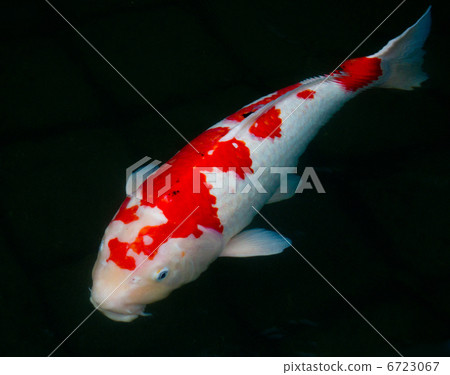 彩色鯉魚 6723067