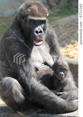 Baby in a nigrilora Baby in a nigrilora 6723160