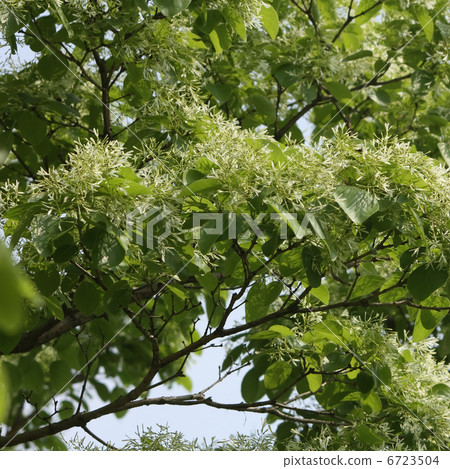 流蘇樹 6723504