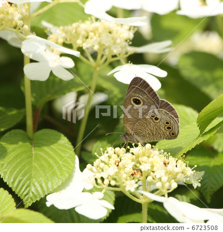 Yabudemari和Shimeira Namijanome 6723508