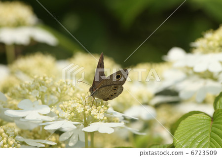 Yabudemari和Shimeira Namijanome 6723509