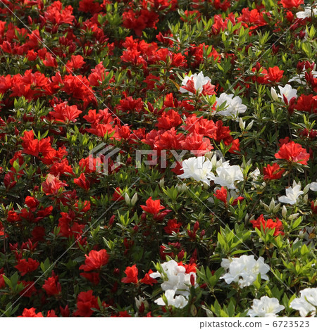 Hirato Azalea Hirato Azalea 6723523