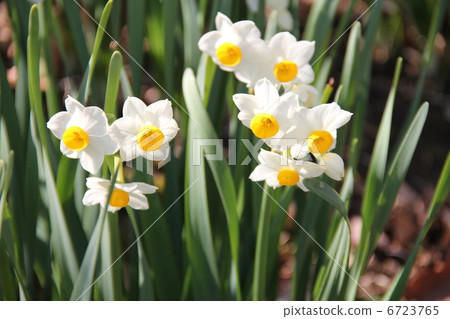 水仙花 水仙花 6723765