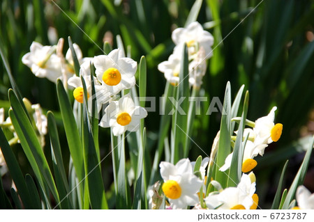 水仙 水仙 6723787