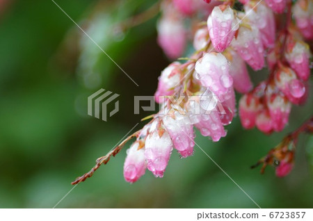 Caterpillar tree Caterpillar tree 6723857