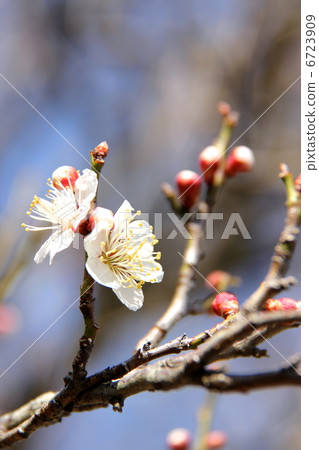梅花 梅花 6723909