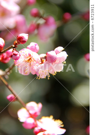 梅花 梅花 6723911