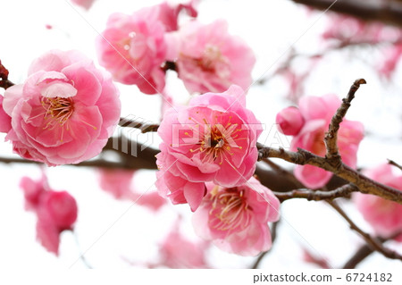 紅梅花盛開，盛開 6724182