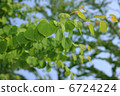 Wig Tree 6724224