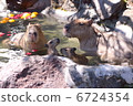Capybara's hot spring bathing 6724354