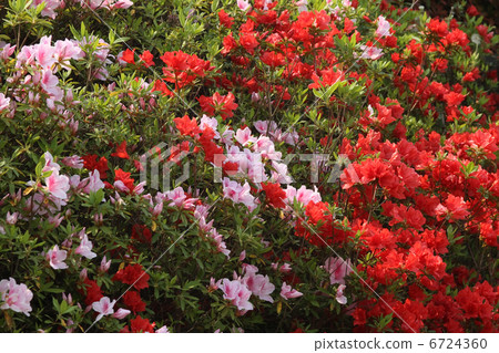Hirato Azalea 6724360
