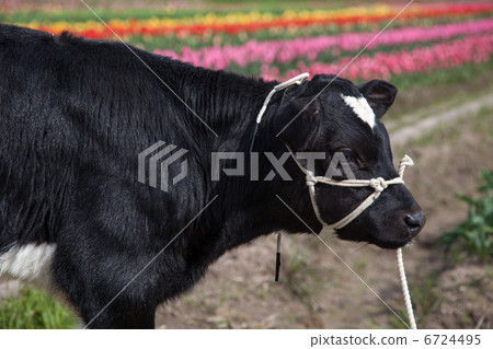 calf calf 6724495