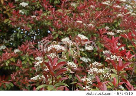 Benikanamemochi Benikanamemochi 6724510