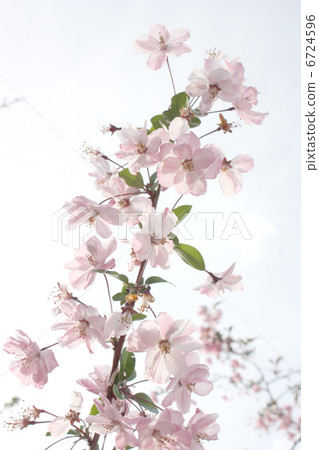 Sakura 6724596