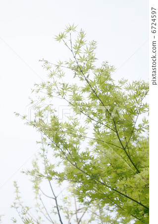 Yellow green autumn leaves Yellow green autumn leaves 6724597