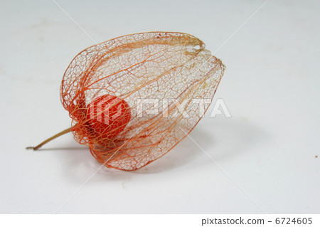 Watermark Hozuki Watermark Hozuki 6724605