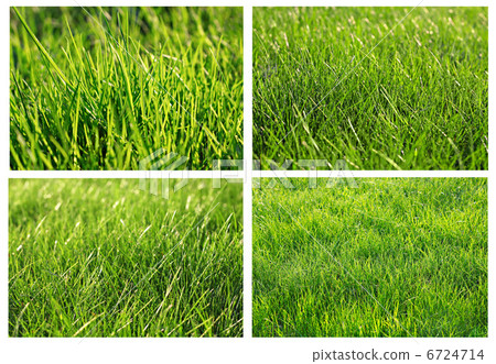 Green grass set Green grass set 6724714