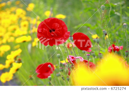 Red Poppy Red Poppy 6725274