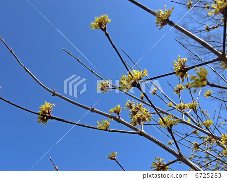 Flower of Sanshui 6725283