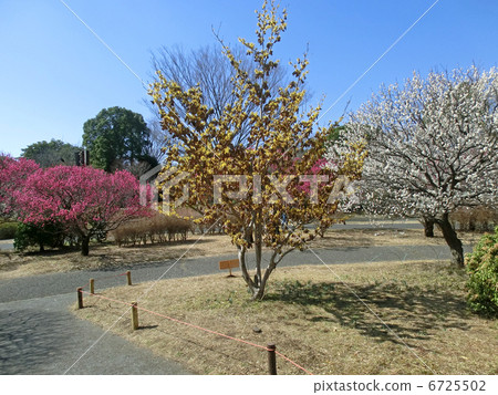 Plum blossom and mansuck flowers 6725502