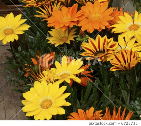 Kazania Asteraceae Kazania Asteraceae 6725735