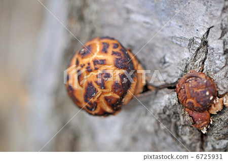 Shiitake mushroom 6725931