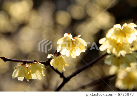 Roasted plum Roasted plum 6725973