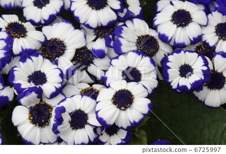 Cineraria super snake eye system Cineraria super snake eye system 6725997