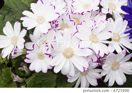 Cineraria cineraria Cineraria cineraria 6725998