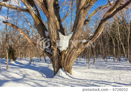 雪林樹 6726032