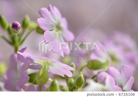 Primula Primula 6726106