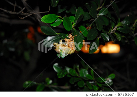Cicadas emerging Cicadas emerging 6726107