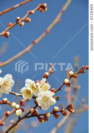 White Kaga Ume White Kaga Ume 6726469