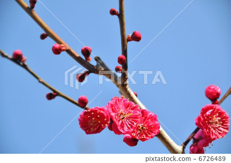 Kagoshima crimson 6726489