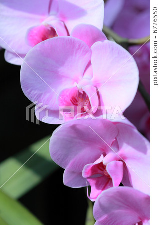Phalaenopsis orchid / pink 6726550
