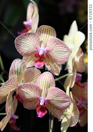 蝴蝶蘭燈籠/條紋 6726552