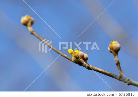 Sanshuyu（Yamushi） 6726813