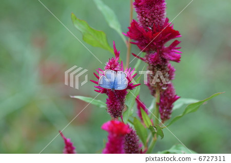 Behind Wave Small Ashes Butterfly Ulan Burst Pigeon Butterfly and Chicken Head Wing Surface Behind Wave Small Ashes Butterfly Ulan Burst Pigeon Butterfly and Chicken Head Wing Surface 6727311