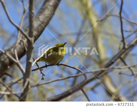 在樹枝上播種，在街道樹上發芽樹木 6727331