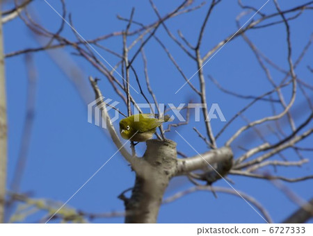 在樹枝上播種，在街道樹上發芽樹木 6727333