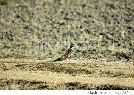 Thrush (1 bird) walking on the elephant path 6727343