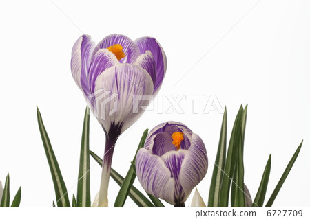 Crocus of a wisteria's iris of white 6727709