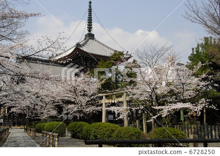 Cherry blossoms in Kyoto Honpoji 6728250