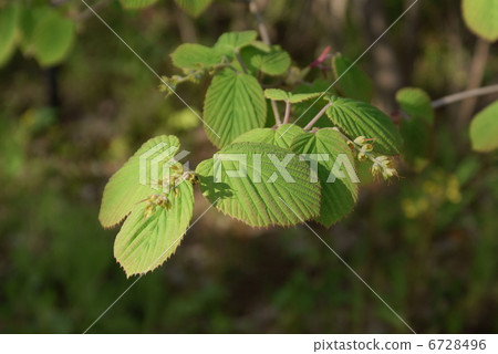 Tosa Mizuki Trisami Corylopsis spicata Tosa Mizuki Trisami Corylopsis spicata 6728496