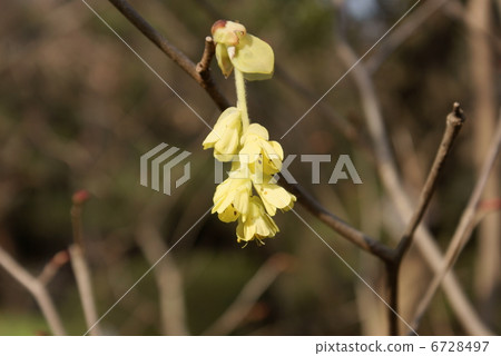 Tosa Mizuki Trisami Corylopsis spicata Tosa Mizuki Trisami Corylopsis spicata 6728497