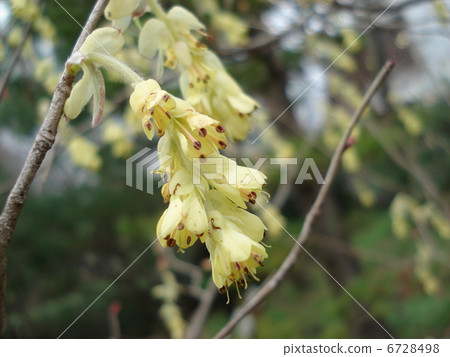 Tosa Mizuki Trisami Corylopsis spicata 6728498