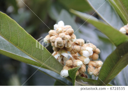 small white loquat flower 6728535