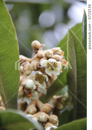 small white loquat flower 6728536